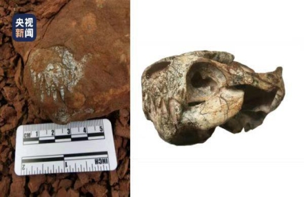 我国科学家在中国境内首次发现真钱伯兽化石