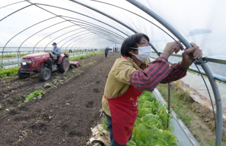 上海蔬菜生产加工企业提升保供