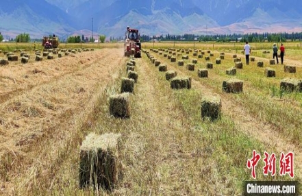 
                    新疆察布查尔县山区逾1.6万亩红豆草收割忙
               