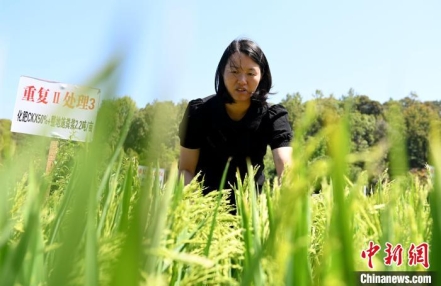 
                    【十年@每一个奋斗的你】“80后”女大学生返乡当“新农人”：种水稻十余载 勇于创新尝试
                