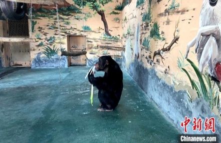 
                    济南黑猩猩“入乡随俗”吃葱蒜 网友：“要蘸酱吃”
               