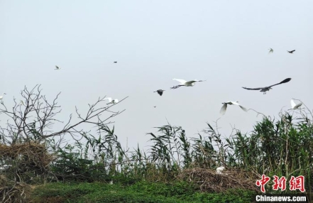 
                    安徽颍上八里河滩涂湿地上万只鸟类翔集
               