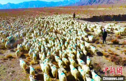 
                    新疆巴州和硕县逾十万牲畜冬季转场场面十分壮观（图）
               